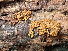Oligonema persimile