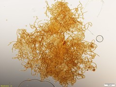 Oligonema persimile