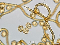 Oligonema persimile