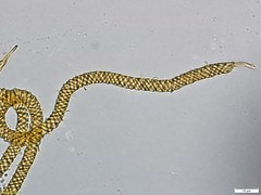 Oligonema persimile
