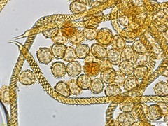 Oligonema persimile
