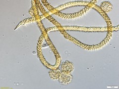 Oligonema persimile