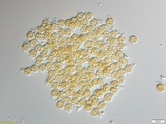 Oligonema persimile
