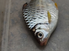 Barbonymus gonionotus