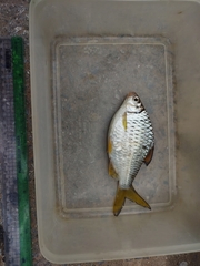 Barbonymus gonionotus