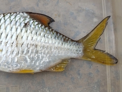 Barbonymus gonionotus