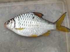 Barbonymus gonionotus