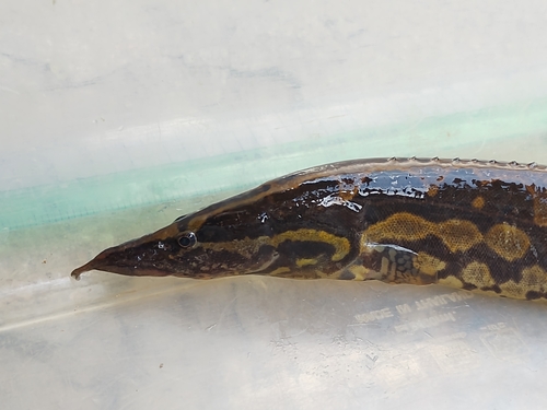 Tire-track spiny eel (Mastacembelus favus) — Mastacembelidae — 4