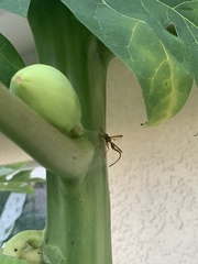 Toxotrypana curvicauda