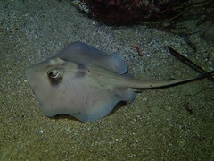 Trygonoptera personata