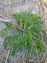 Lepidium tenuicaule