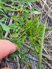Lepidium tenuicaule