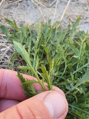 Lepidium tenuicaule