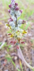 Lachenalia variegata