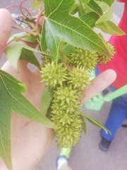 Liquidambar styraciflua