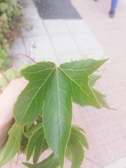 Liquidambar styraciflua