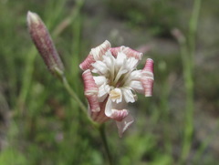 Silene linearifolia