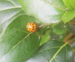 Harmonia axyridis