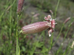 Silene linearifolia