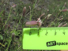 Silene linearifolia