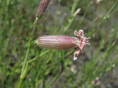 Silene linearifolia