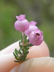 Erica bergiana bergiana