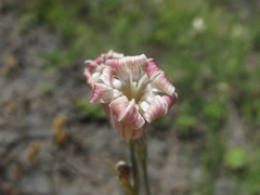 Silene linearifolia