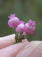 Erica bergiana bergiana
