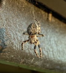 Larinioides sclopetarius