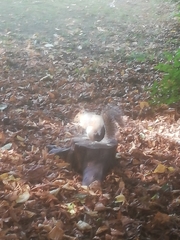 Sciurus carolinensis