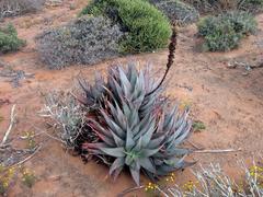 Aloe microstigma framesii