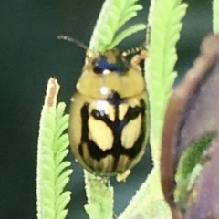 Peltoschema hamadryas