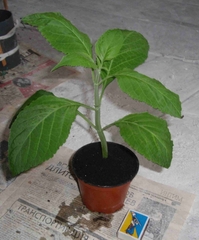 Salvia divinorum