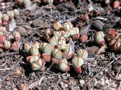 Braunsia maximilianii