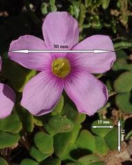 Oxalis fergusonae