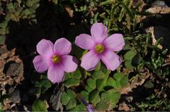 Oxalis fergusonae