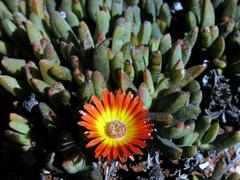 Cephalophyllum rigidum