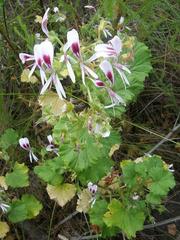 Pelargonium greytonense