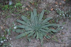 Echium vulgare pustulatum