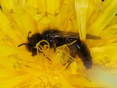 Panurgus dentipes