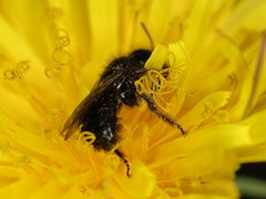 Panurgus dentipes