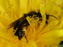 Panurgus dentipes
