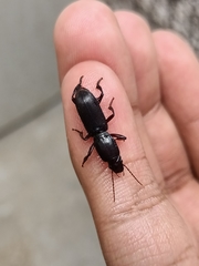 Stenomorphus