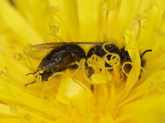 Panurgus dentipes
