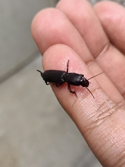 Stenomorphus