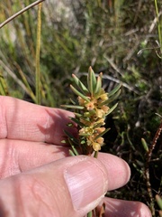 Grubbia tomentosa