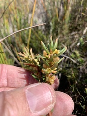 Grubbia tomentosa