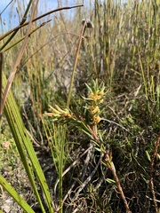 Grubbia tomentosa