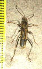 Chlorophorus annularis