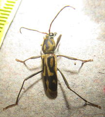 Chlorophorus annularis